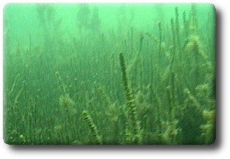 Hydrillakasvustoa