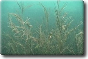 Potamogeton shweinfurthii
