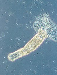 Gyrodactylus sp.
