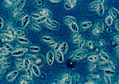 Spironucleus sp.