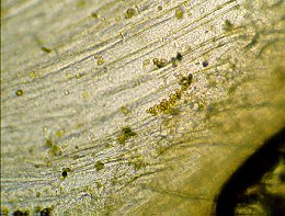 Oodinium sp.