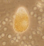 Oodinium sp.